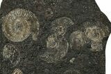 Fossil Ammonite Cluster - Posidonia Shale, Germany #353547-1
